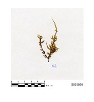 藏品(假絲帶苔)的圖片